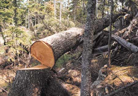 Deforestation at Watershed