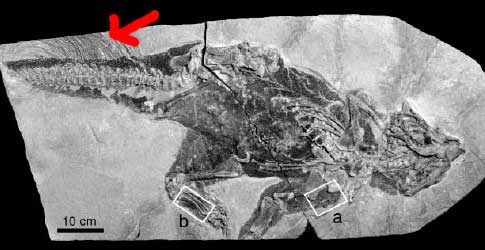 15Psittacosaurus