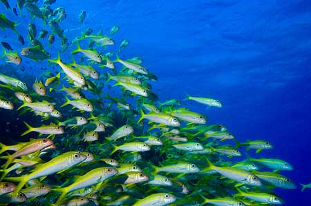 Yellowfin Goatfish