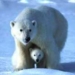 16 000 species face to absolute 5230