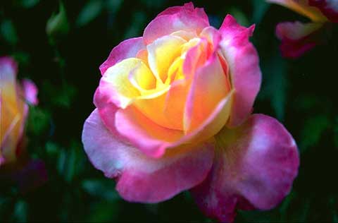 Roses