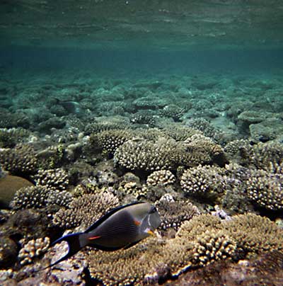 Red Sea