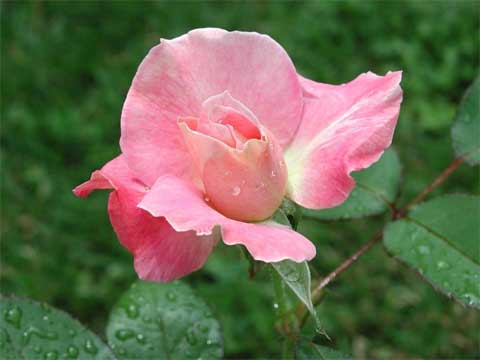 Roses