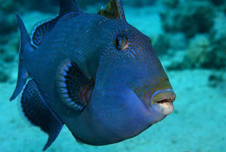 Blue trigger fish