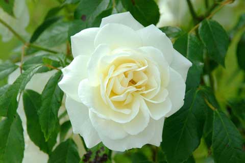Roses