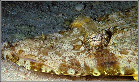 Crocodile fish