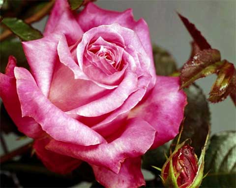 Roses
