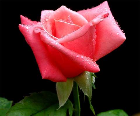 Roses