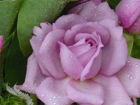 Roses