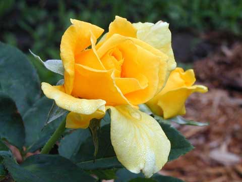 Roses