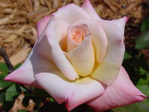 Roses