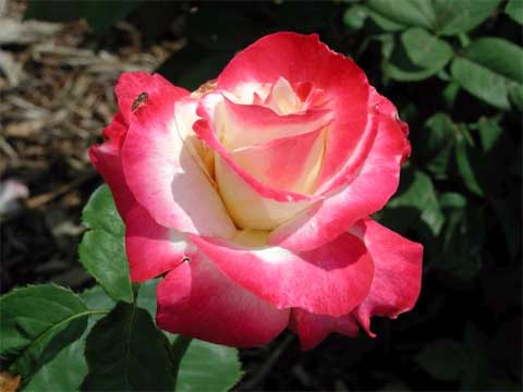 Roses