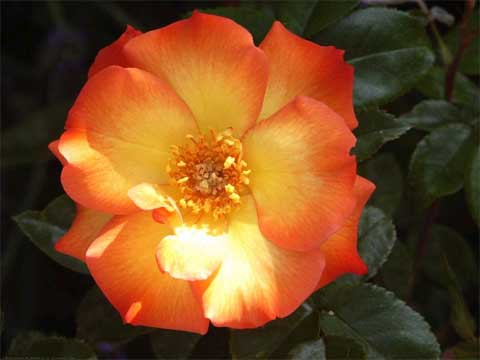 Roses