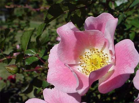Roses