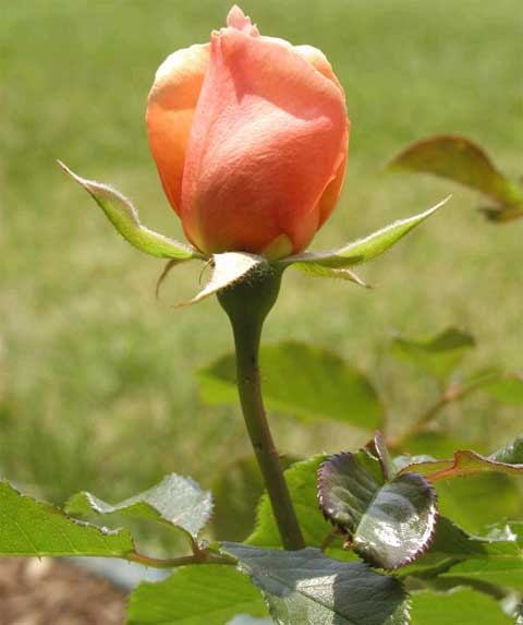 Roses