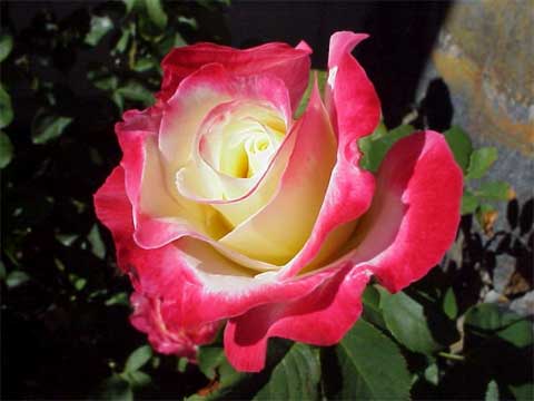 Roses