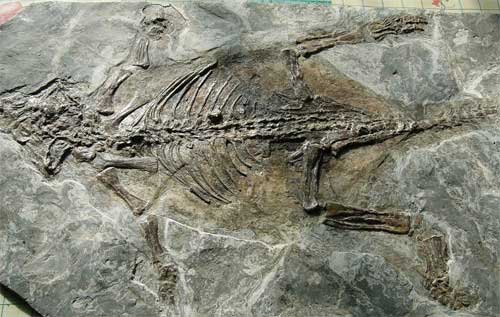 2Psittacosaurus