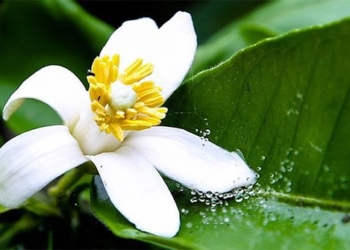 3 types of flowers in the garden that are both medicinal and help protect the liver 128675