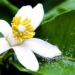 3 types of flowers in the garden that are both medicinal and help protect the liver 128675
