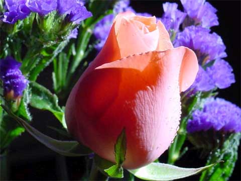 Roses