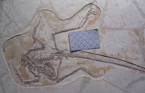 3Psittacosaurus