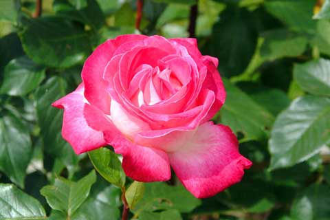 Roses