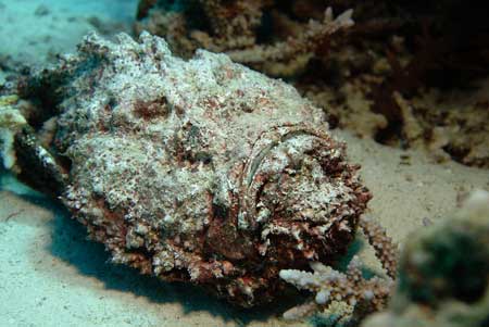Stonefish