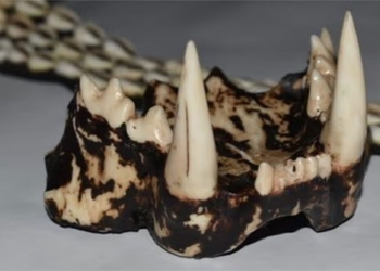 3d braces and technology hope to save wildlife 129081