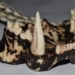 3d braces and technology hope to save wildlife 129081
