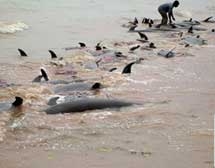400 pigs die placed in the sea of africa 5201