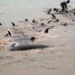 400 pigs die placed in the sea of africa 5201