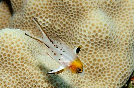 Lyretail hogfish