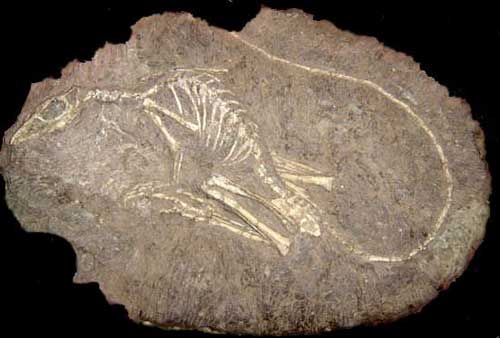 4Psittacosaurus