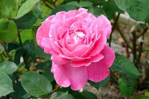 Roses