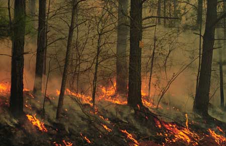 Burning Forest