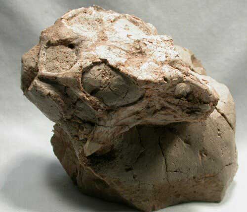 5Psittacosaurus