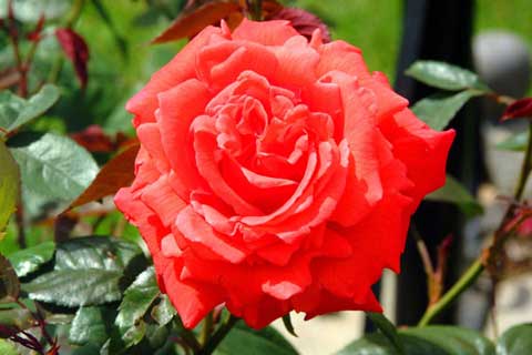 Roses
