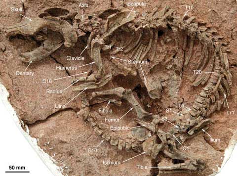 6Psittacosaurus