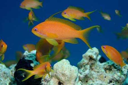 Red Sea-Egypt