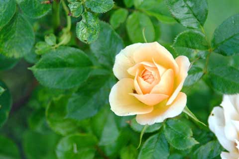 Roses