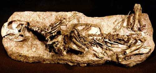 7Psittacosaurus