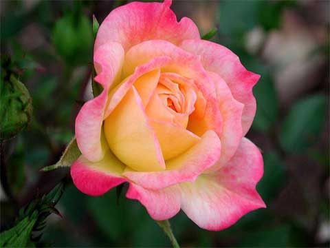 Roses