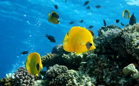 Butterflyfish