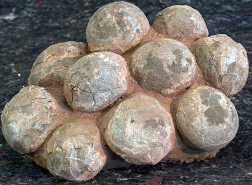 Dinosaur egg fossils