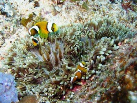 Clown Fishes