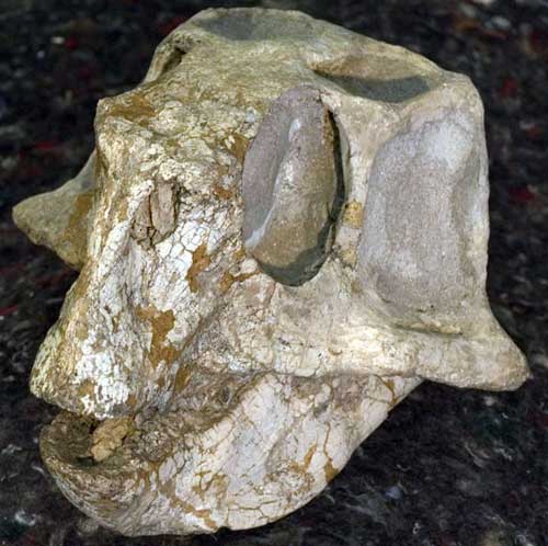 9Psittacosaurus