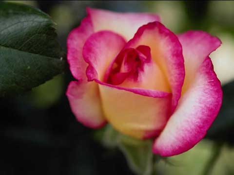 Roses