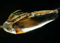 Anisops deanei