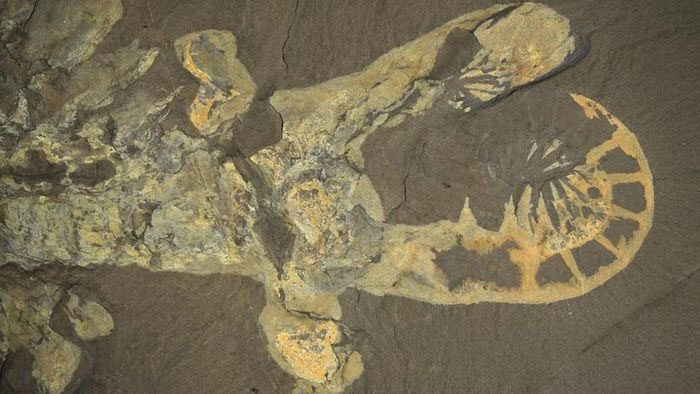Anomalocaris canadensis is one of the largest marine animals living 508 million years ago