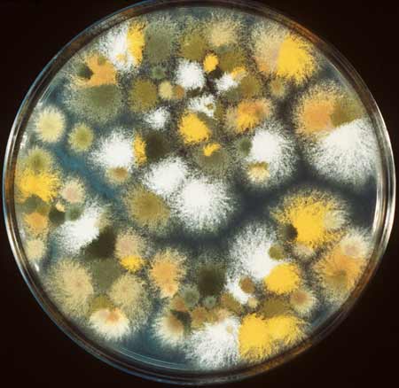 Aspergillus